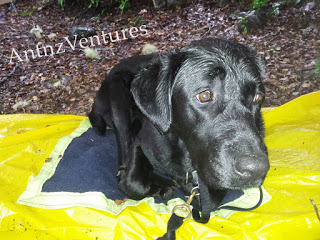 ADNZ Ben looking very wet, he is lying on a yellow plastic ground sheet and small fleece blanket.
