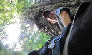A low angled shot of ADNZ Ben (foreground) with Antnz behind Ben, looking up a Totara tree