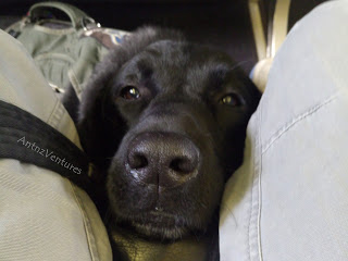 Close up of ADNZ Ben with his head between my knees