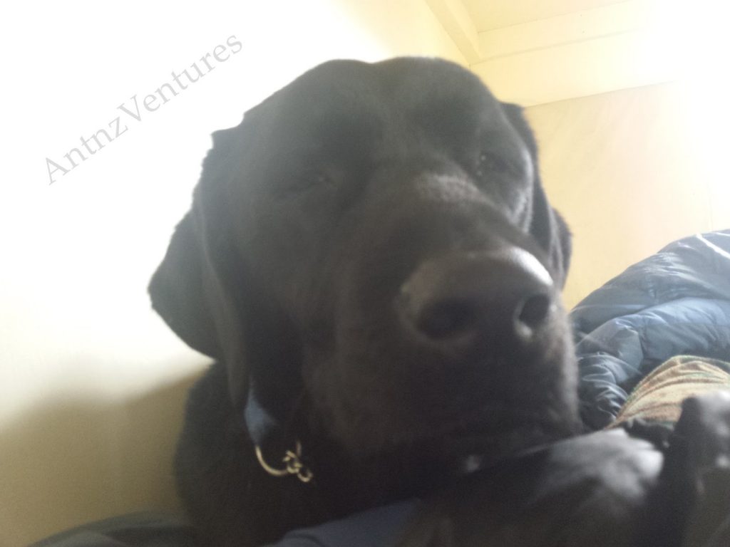 A very sleepy looking ADNZ Ben's head, close up, looking very sleepy. the background is very bight light. A blue sleeping bag runs down the right side of the frame