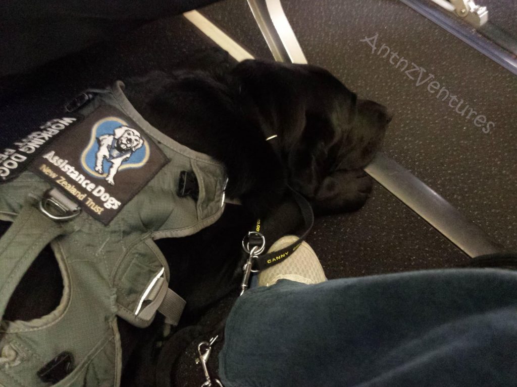 ADNZ Ben with his nose just over the lighting strip on a plance