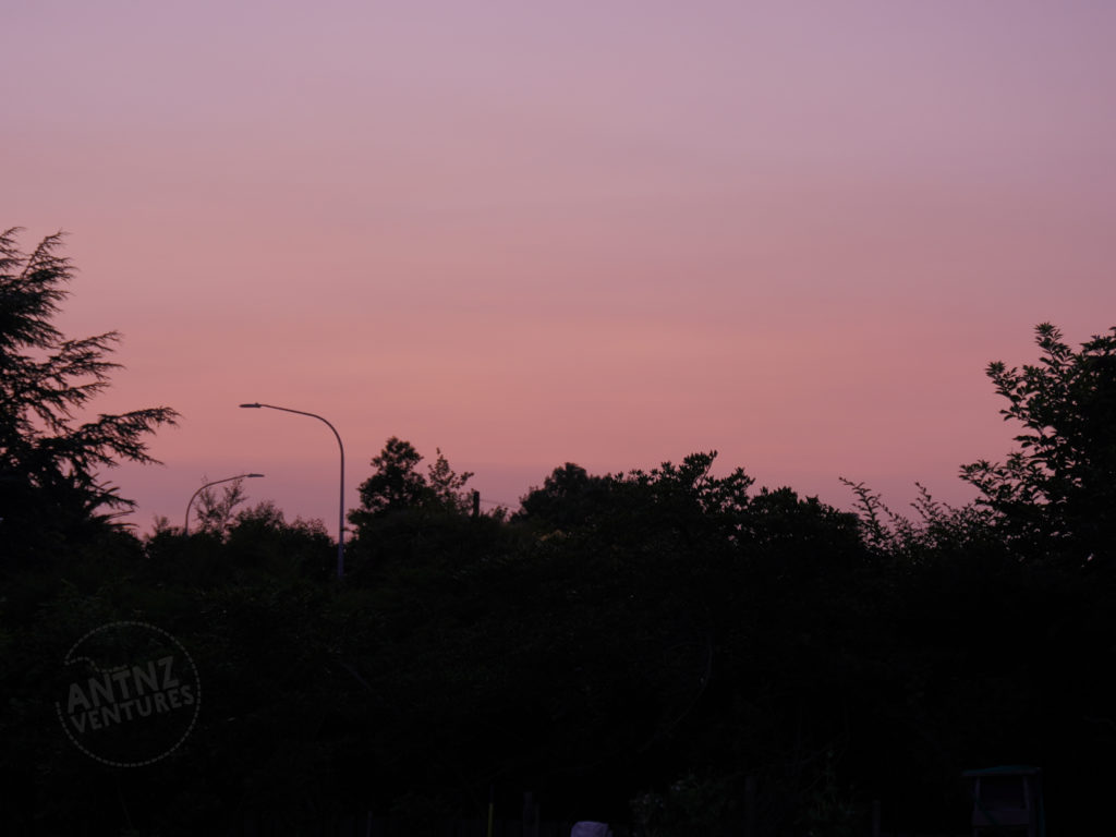 A pink sky with trees framing the sides and 1/2 way up the image, dawn of 1 Jan 2020