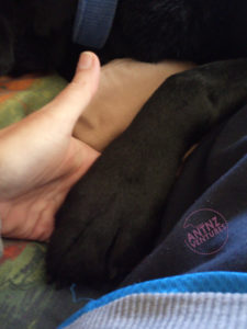 A closer up of an open left hand with a dog paw resting in it