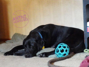 ADNZ Ben curled up sleeping with his head over his front paws, a rubber mesh ball is next to him.