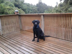 ADNZ Ben sitting on a wooden deck looking at camera