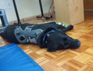 ADNZ Ben sprawled out on his side next to a gym mat. 