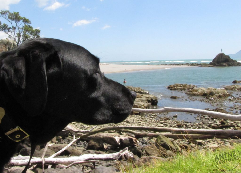 ADNZ Ben in foreground looking out towards Wairaka