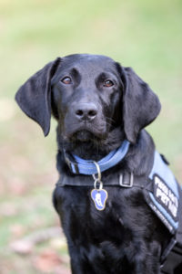 ADNZ Raven, A black Labrador Retriever cross