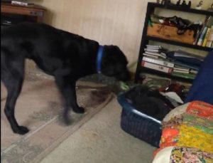 ADNZ Ben dragging a washing basket on a short rope