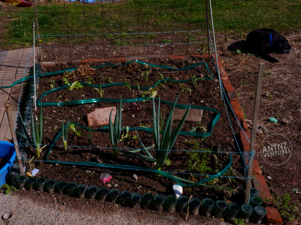 A vegetable garden. 2 sides are bordered with brick. The other 2 sides are bordered with upturned V bottles. ADNZ Raven is lying down sleeping in the top right corner of the frame. The garden has several vegetable seedling planted, some older spring onions and carrot. There is a empty pea frame at the back of the garden. There is a green soak hose coiled through the garden. Around the edges of the garden is some thing 2 rows of blue cords strung between small stakes.