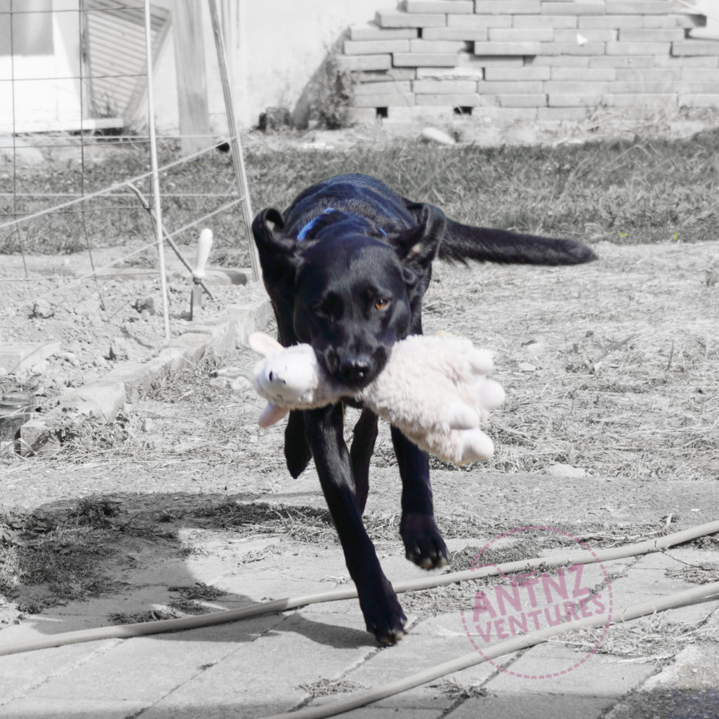 ADNZ Raven in color running towards the camera with a stuffed Llama in her mouth. The back round of the yard is in gray scale.
