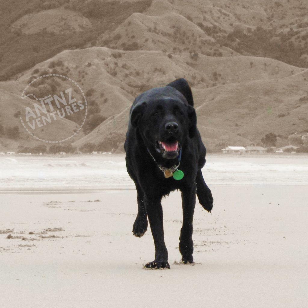 ADNZ Ben in color running towards camera down a beach. The background sand and hills are sepia.