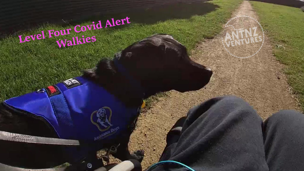 On the top left is the lettering "Level Four Covid Alert Walkies". Below the lettering stands ADNZ Raven to her waist, wearing her blue ADNZ jacket looking across frame. Antnz blue sweat pants are seen to the right of Raven, you can just see Antnz wheelchair.