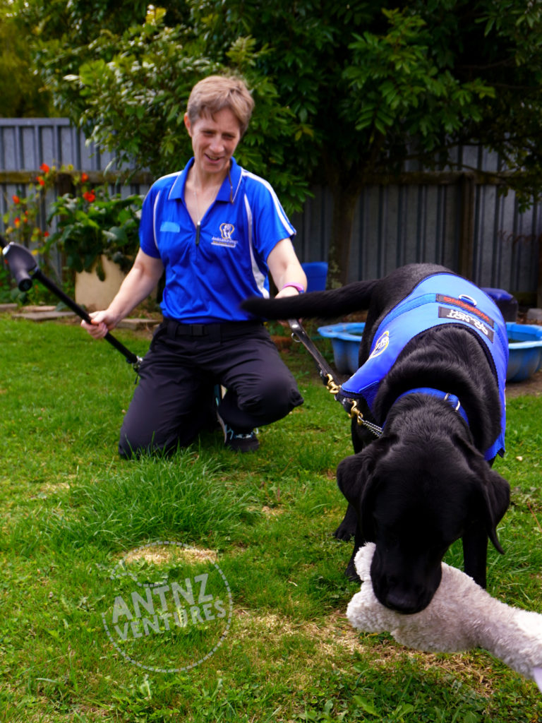 In the right foreground ADNZ Raven is moving towards the camera with her stuffed Llama in her mouth, while wagging her tail. Antnz is the background, slightly out of foucsed, holding onto the leash in her left hand. Antnz is holding a crutch in her right hand and is crouched on the ground. This picture is taken on the backlawn with some flowers, a tree and a paddling pool in the background. Antnz is wearing an ADNZ blue tee shirt, ADNZ Raven has her ADNZ blue jacket on.