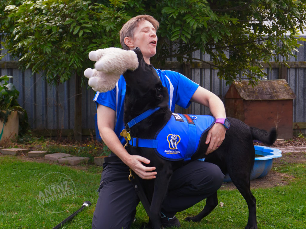 Antnz is crouched on the lawn in the back yard. ADNZ Raven is standing in front of Antnz, with her Llama in her mouth. Raven is throwing her head back playing, tail wagging. Antnz has her head thrown back laughing. Antnz an ADNZ Blue tee shirt on, ADNZ Raven has her ADNZ blue jacket on.