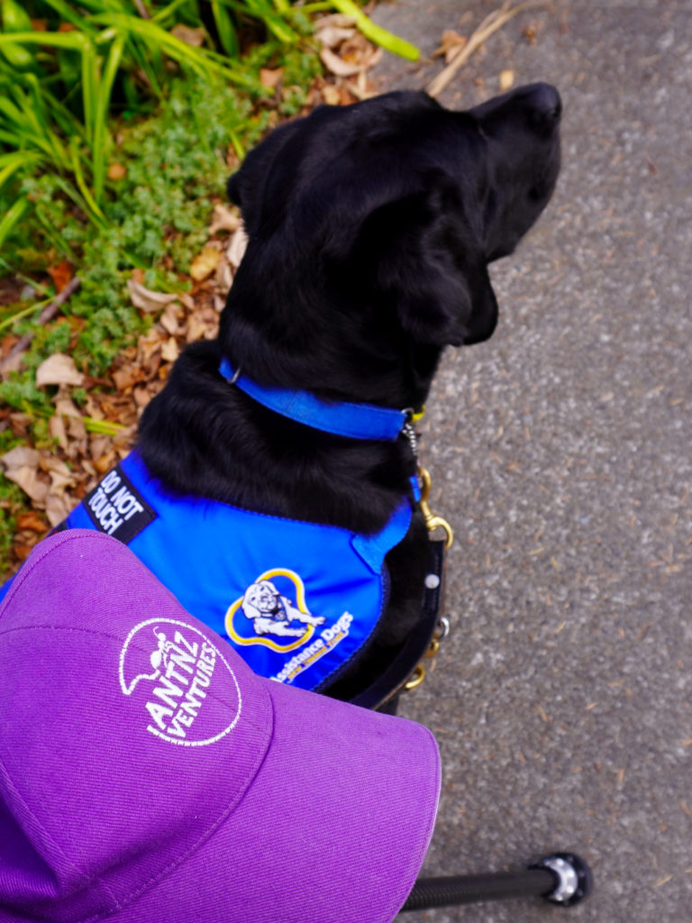 In the foreground on the left of the picture is a purple cap with an AntnzVentures logo. Above the cap is ADNZ Raven. They are on a footpath, Raven has a leash attached to her blue collar. Raven is wearing a blue ADNZ jacket with the logo slightly out of focus.