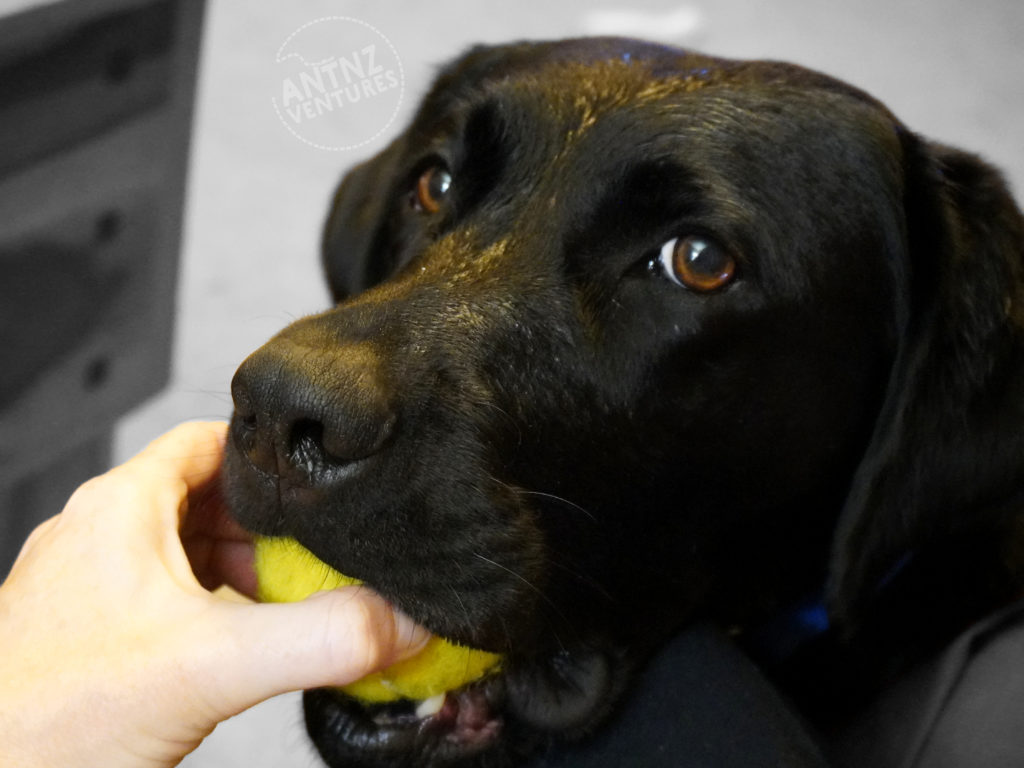 A close up of ADNZ Raven's head, looking at camera on a slight angle. Raven has a tennis ball in her mouth. Antnz left hand is reaching for the tennis ball. Raven, Antnz and Antnz blue trackpants are in color, the background is in gray scale.