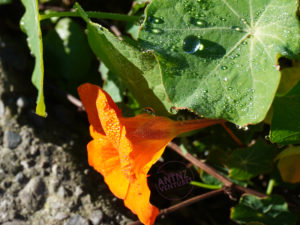 A bright orange nasturtium flower and leaf with dew droplets twinkling in the sun 