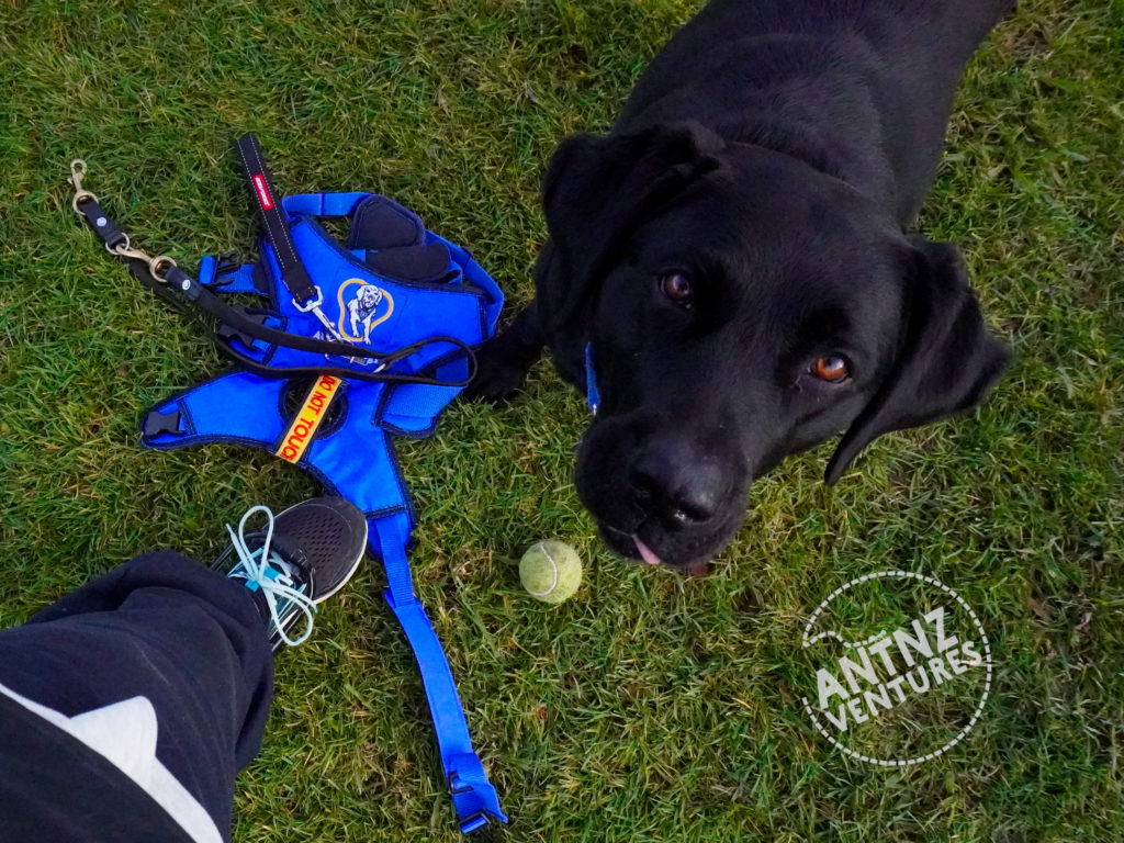 A picture looking down towards the ground. ADNZ Raven is looking at camera with her tongue poking out slightly. On Antnz left shoe, a plastic brace is attached to above toes. ADNZ Raven's harness and lead are lying on the grasswith a tennis ball,