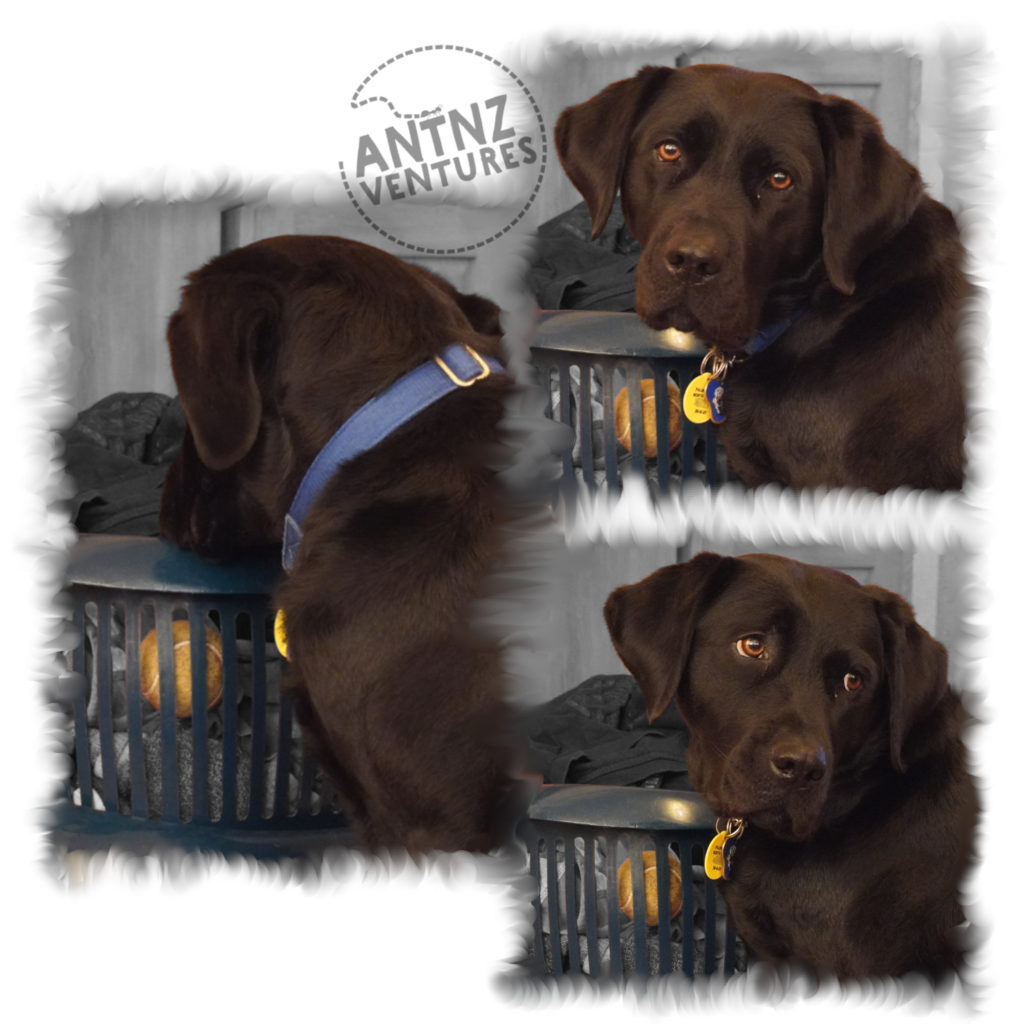 A collage of ADNZ Raven looking pitifully at a tennis ball in a washing basket.