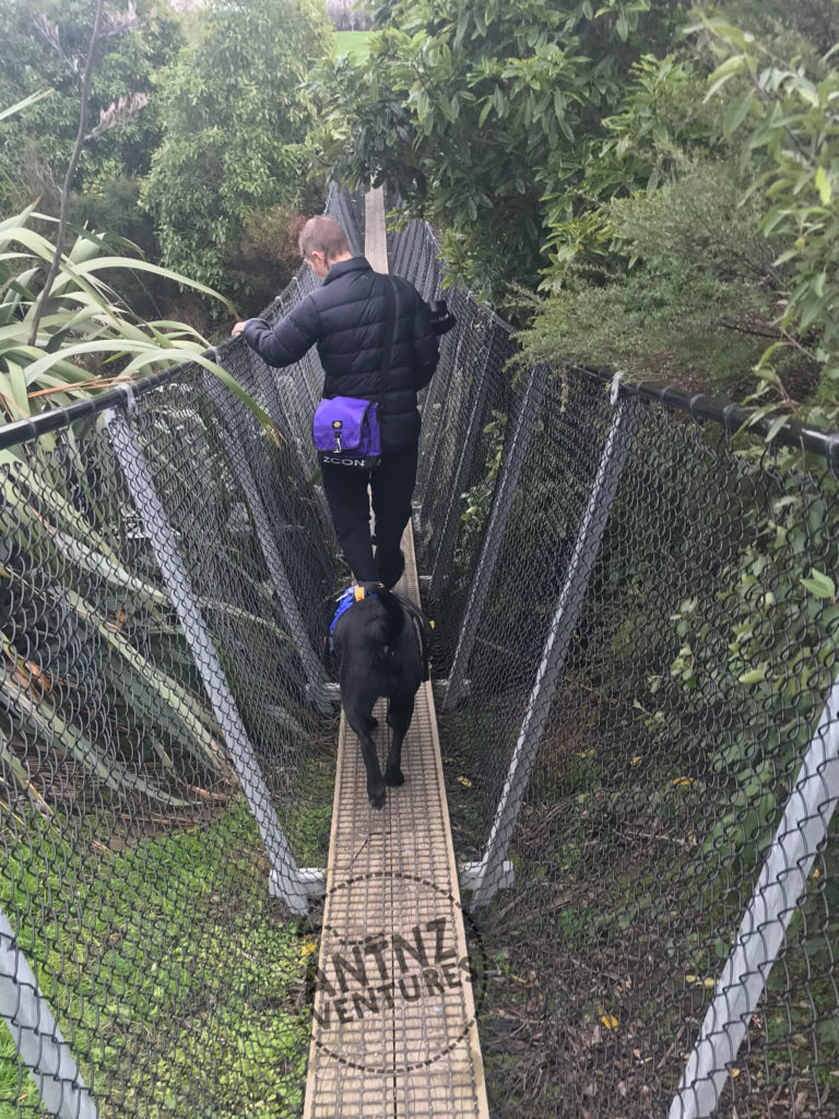 ADNZ Raven following Antnz across a swing bridge. The picture is taken from behind. There is bush on either side of the bridge.