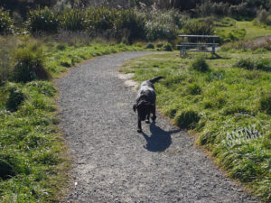 A picture of ADNZ Raven (Black Labrador) walking along a well surfaced gravel type path. Raven is moving towards the camera, with grass and flax are either side of the track. There is a BBQ table to the right of the track behind Raven.