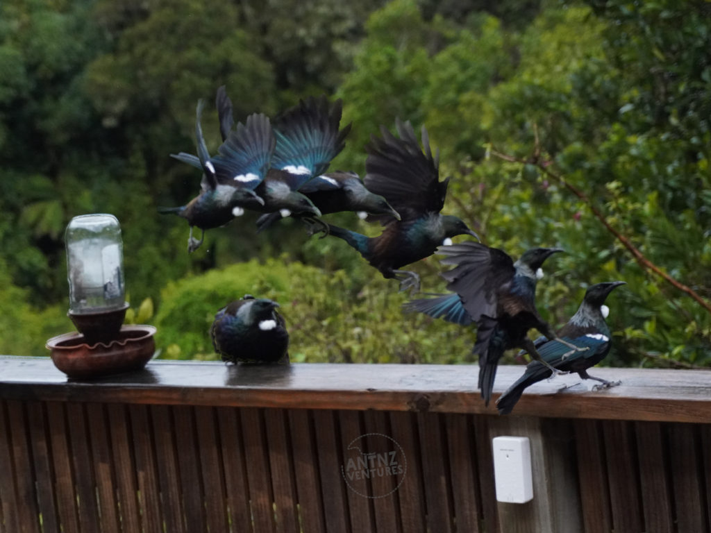 A composite shot made of several layers. The background is native NZ bush. There is a the railing with a bird nectar feeder to the right of the frame. To the right of the nectar feeder sits a tui. Above and between the first tui and the feeder begins several shots of a tui in flight, landing to the left of screen.