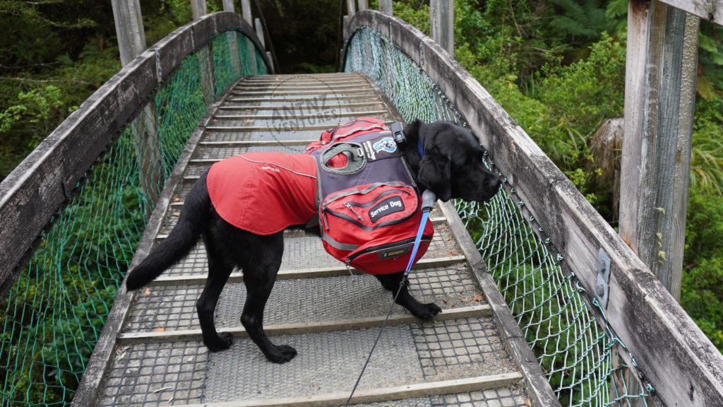 A picture of ADNZ Raven, she is standing sideways wearing a red jacket and red saddle bags. Raven is standing across an arched bridge looking quizzically over the side