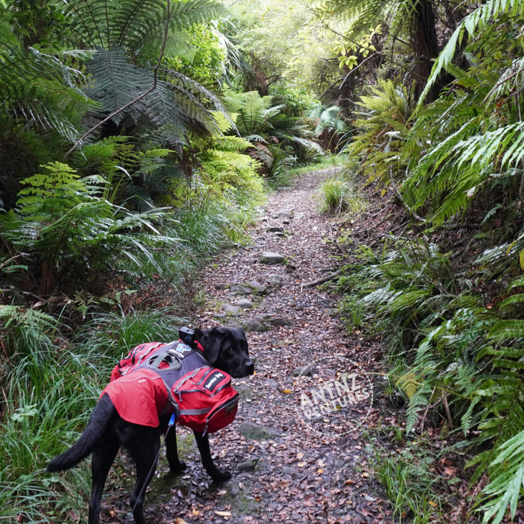 A picture looking up a wilderness trail. Raven stands at the bottom of the frame. The trail transects the frame vertically with NZ native bush on either side.