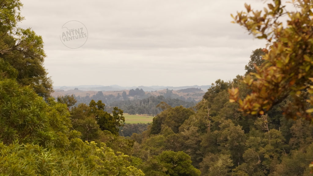 A landscape of NZ native bush, taken looking down a valley. It is taken from above the plateau looking towards the coast.