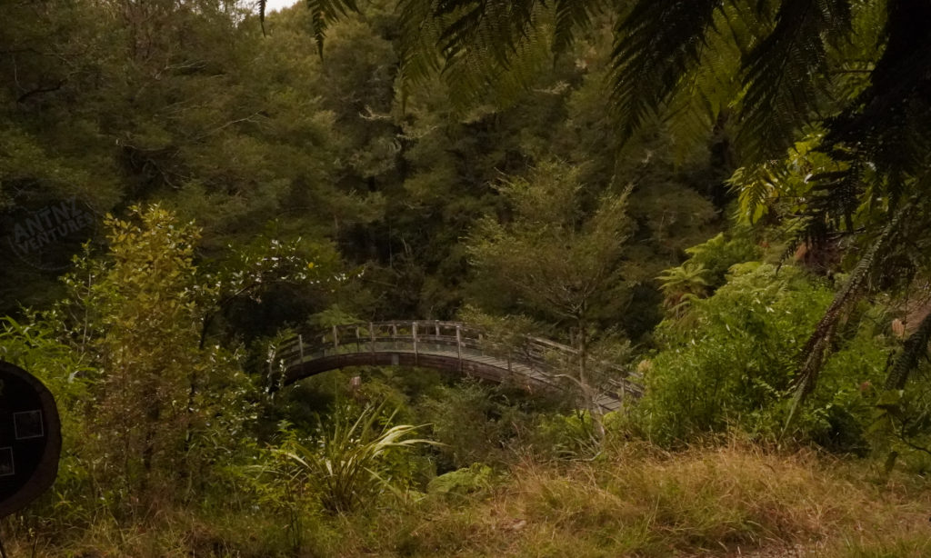 The top of a arched wooden bridge is in the middle of the image. Surrounding the bridge is NZ native bush