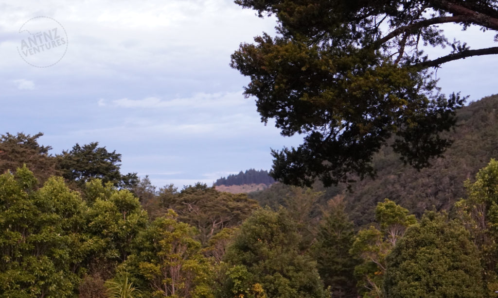A landscape photo of native NZ Podocarp and Black Beech Forest looking from Holdsworth Lodge towards the East Coast.