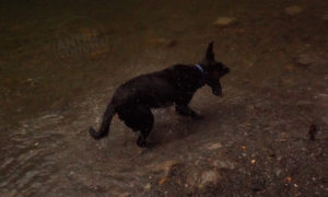 ADNZ Raven, a black Labrador is standing ankle deep in a river. Raven is shaking, water droplets can be seen flying off her. Her ears in a line perpendicular to her head as she shakes