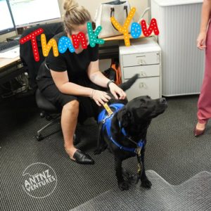 ADNZ Raven wearing her blue harness. She standing getting a lower back scratch from a woman sitting down in an office setting. A sticker saying "Thank You" obscures the woman's face