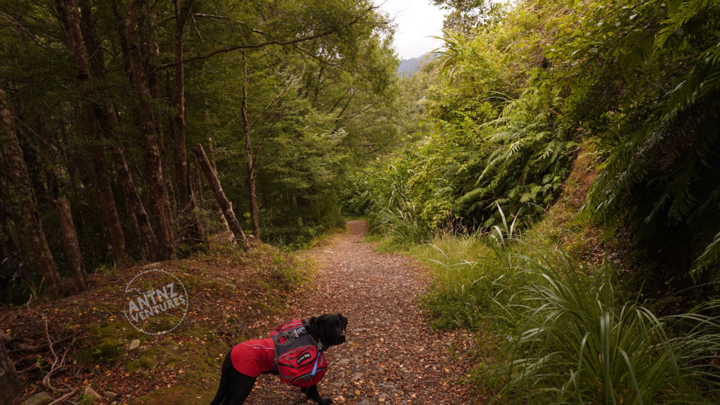An image of a track in NZ native bush. ADNZ Raven can be seen in the bottom of frame. The track transects the picture vertically