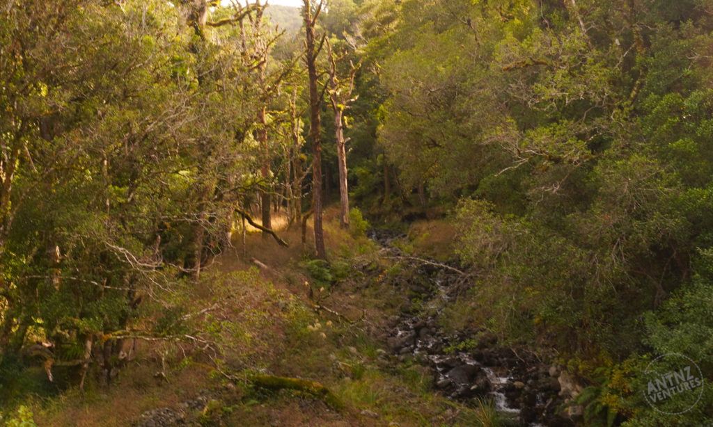 A landscape of NZ Beech and Podocarp forest. Looking into a valley with a river running from the bottom right up to the midline of the photo. To the left of the river are several standing, dead trees.