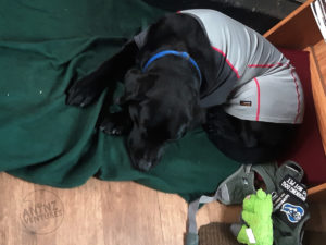 ADNZ Raven is curled up on a green fleece. She is wearing a gray merino top that covers her body. In the bottom left of the frame is her harness that has an Assistance Dogs NZ logo on it. With her harness is a stuffed toy green hippo