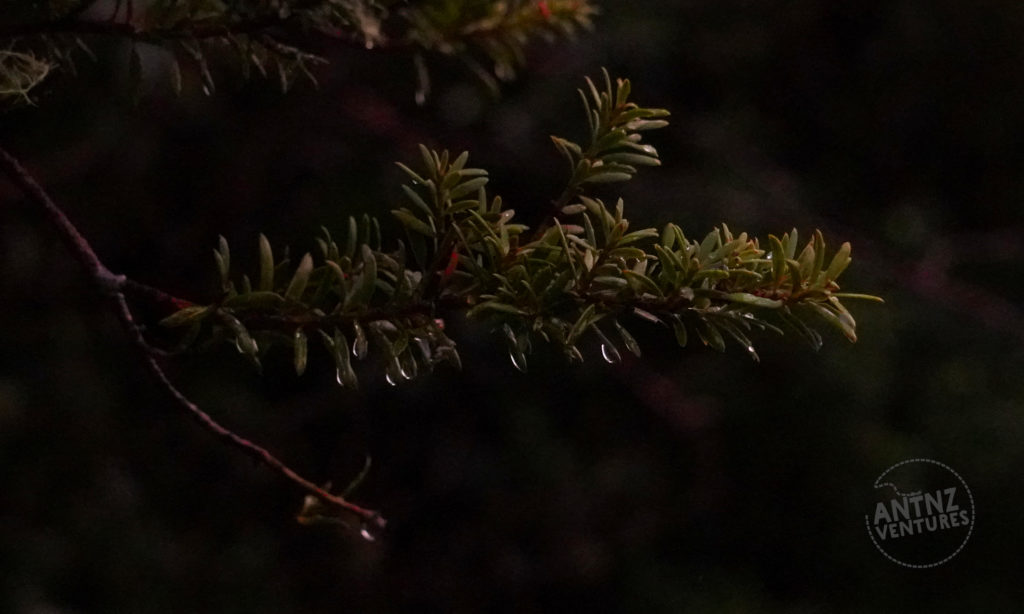A close up picture of a small spring of totara tree that has water drops forming on the tips of the leaves
