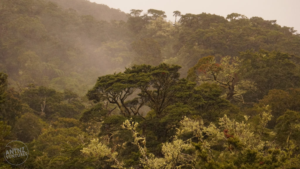 At the bottom frame is the very top of some trees covered in moss. Behind that is a large emergent tree. Behind the emergent tree you can see the trees on the horizon are obscured by rain and mist