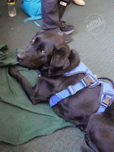 A picture of ADNZ Raven in a blue harness lying on a green blanket. The photo is taken from one side and behind Raven, she is looking at the camera.