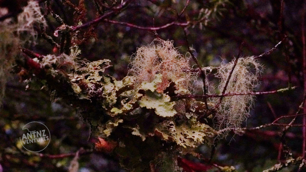 A close up of 3 different moss growing on the same tree. The moss is at the junction of several small branches. There is a moss that looks similar to horse hair, one that looks like fingers, and one that looks like plates.
