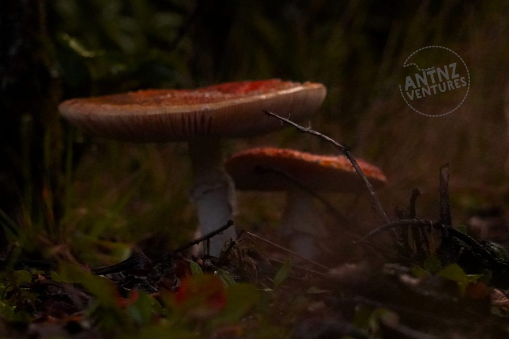 A close up picture of 2 orange capped mushrooms. The picture is taken from ground level.