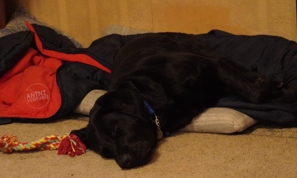 Assistance Dogs NZ Raven, lying on her side sprawled over and off the side of her bed. She is sound asleep with a rope toy next to head.