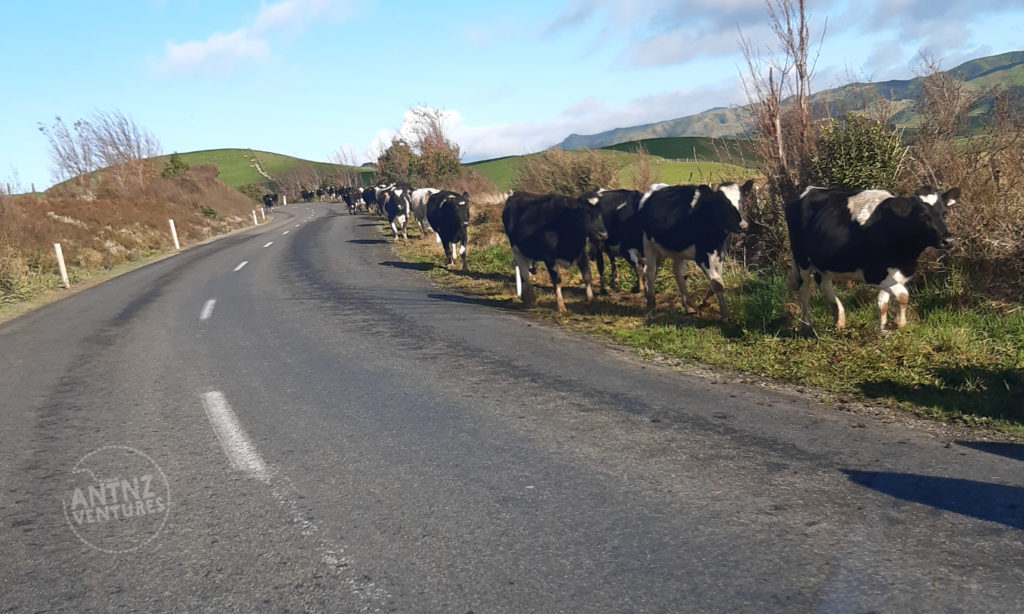 Taken from the front of a stationary vehicle. A 2 lane tar-sealed country road. Along one side of the road is a long line of cows until the road disappears around a corner
