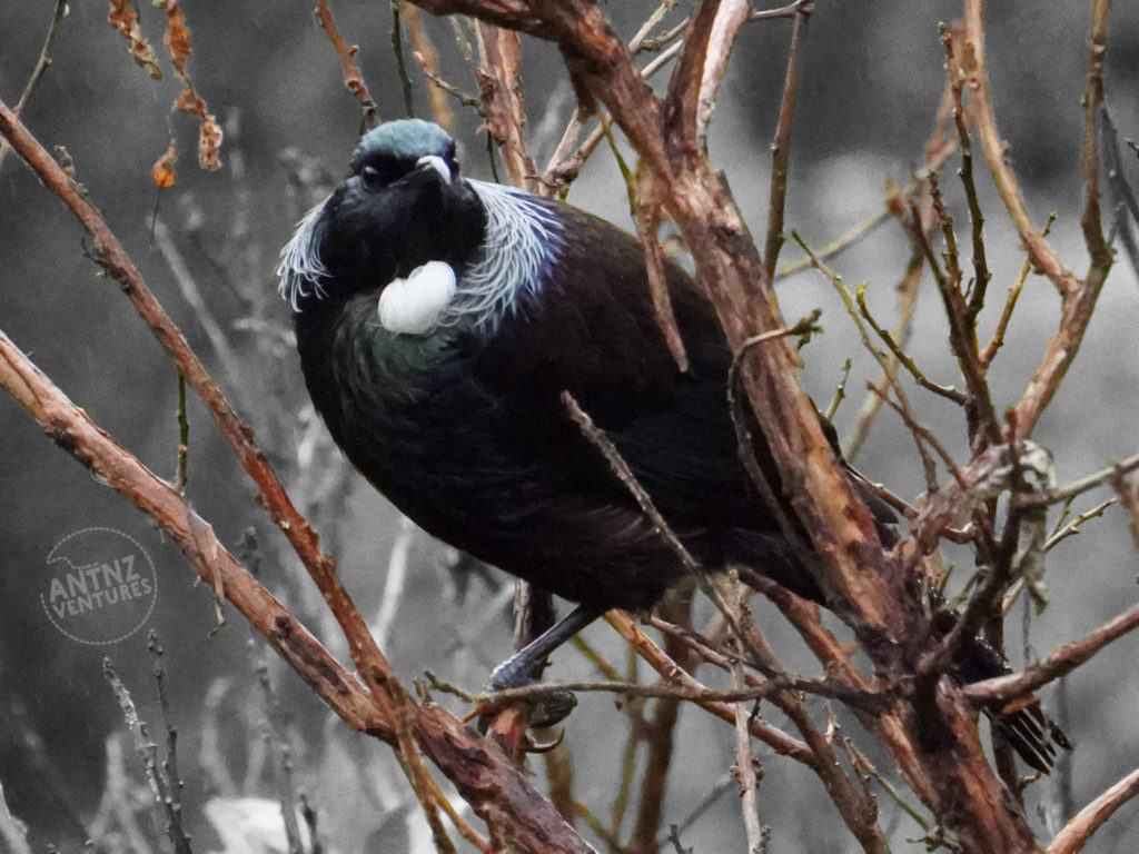 A picture of a tui sitting in fuchsia tree. The tui is looking straight down the lens. The background is grayscale.