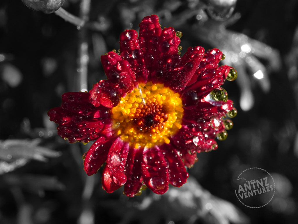 A bright pink daisy type of flower, with bright yellow middle. It is covered with water drops. The flower and water drops are in full colour with the background in greyscale