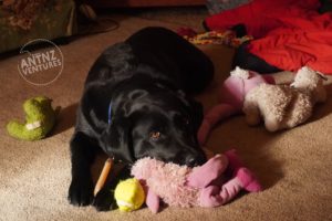 A picture of ADNZ Raven lying with her feet in front of her head lower, mid frame. To the left lies a stuff green hippo. Between her feet is a brown Nylabone, to the right of her feet are a tennis ball and the body of a stuffed pink flamingo, with Raven resting her head on the flamingo looking at camera. To the right of Raven is the neck and head of the flamingo and her stuffed Llama. A rope toy can also be seen in the background.