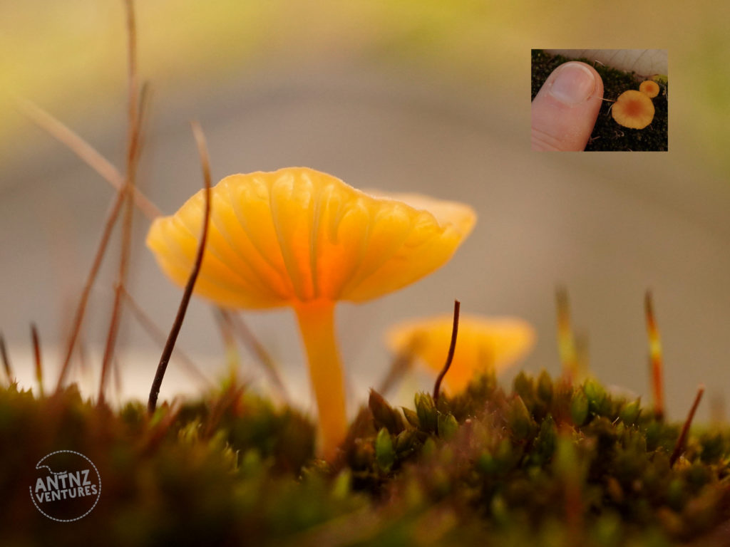 A close up of a orange translucent mushroom on moss. In the top right corner is a picture of a finger tip with two tiny orange mushrooms next to it as a scale reference.