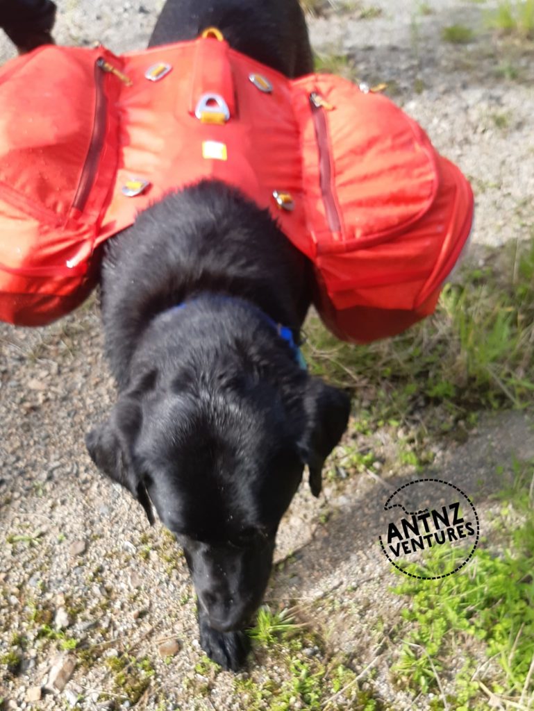 A wet looking black Labrador wearing bright red saddle bags.