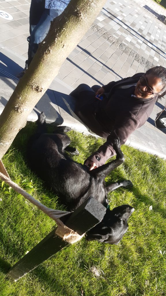 ADNZ Raven lying sideways on the grass without her harness on. She has one front paw in the air as she gets tummy stratches from a CARN attendee.